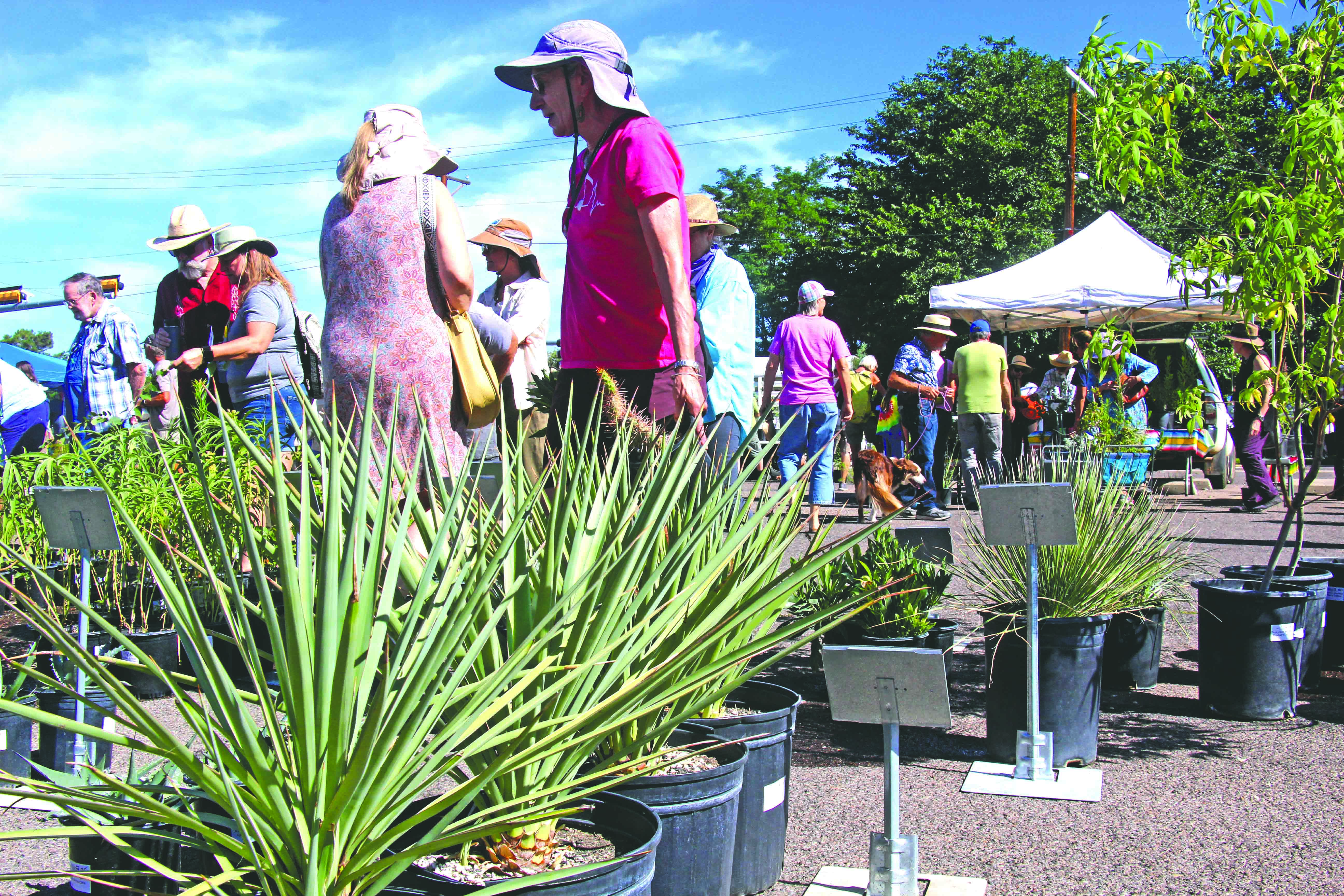 Gila Native Plant sales help gardeners, the environment