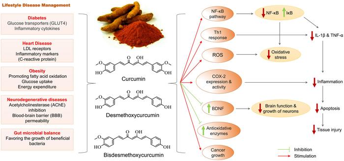 Molecular targets and effect of turmeric on lifestyle diseases